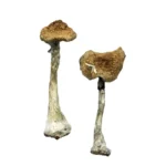 Premium Magic Mushrooms Online