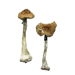 Premium Magic Mushrooms Online