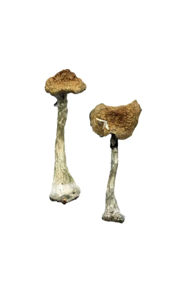 Premium Magic Mushrooms Online