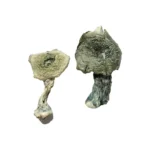 Contact Albino Cambodians Magic Mushrooms
