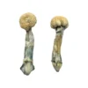 Albino Treasure Coast Magic Mushrooms
