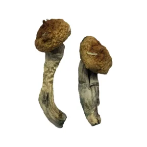 Premium Amazonian Magic Mushrooms