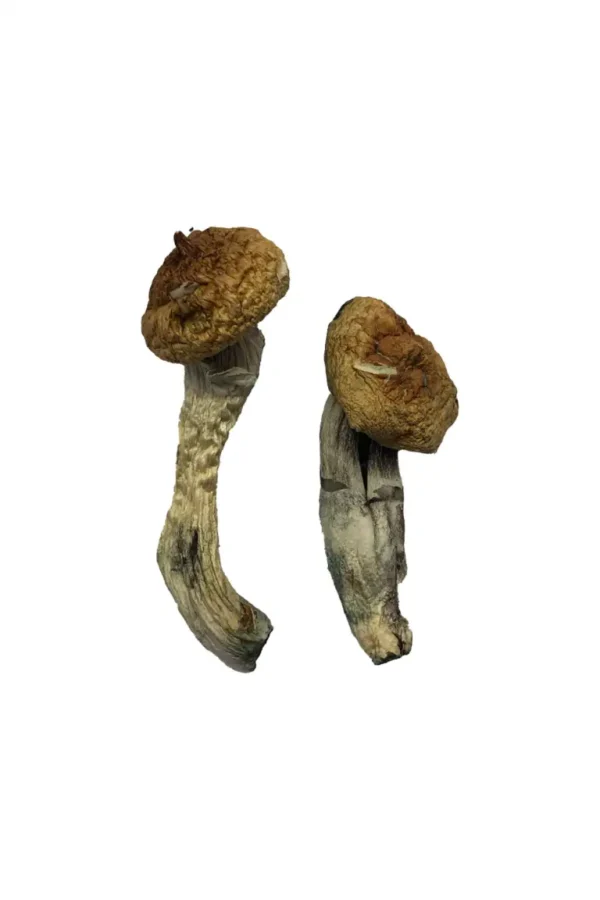 Premium Amazonian Magic Mushrooms
