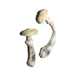 Averys Albino Magic Mushrooms