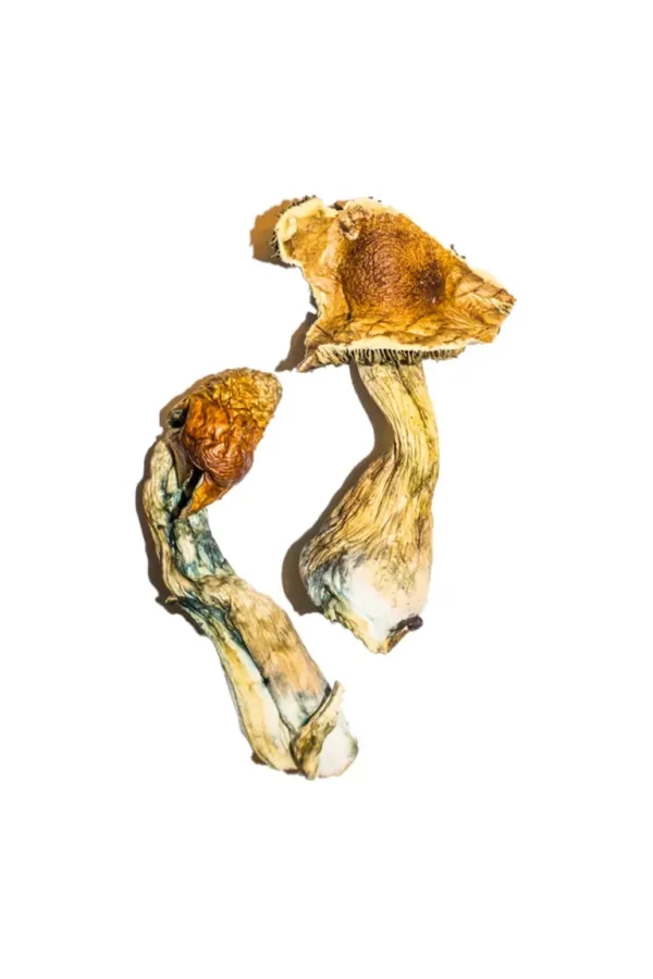B+ Magic Mushrooms