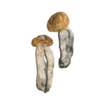 Big Mex Magic Mushrooms Online