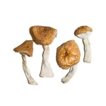 Brazilian Magic Mushrooms