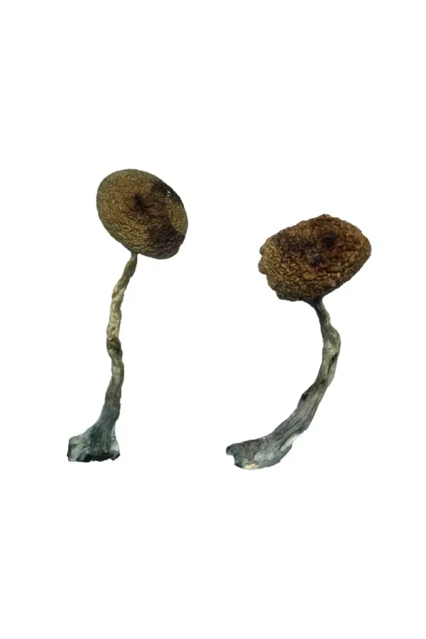Costa Rican Magic Mushrooms