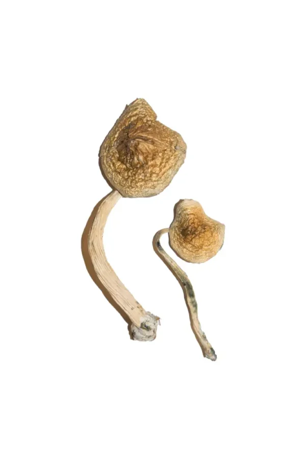 Buy Cuban Magic Mushrooms online