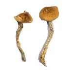 Daddy Long Legs Mushroom Strain Effects