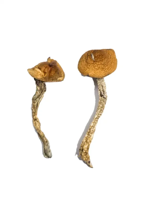 Daddy Long Legs Mushroom Strain Effects
