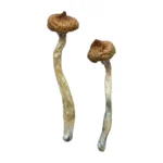 Escondido Magic Mushrooms