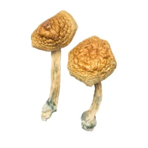 Golden Mammoth Magic Mushrooms