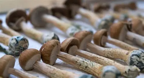 How Long Do Shrooms Last?