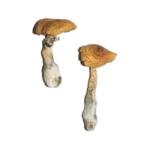 Penis Envy 6 (Pe6) Magic Mushrooms