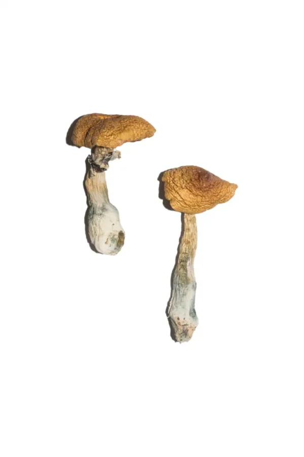 Penis Envy 6 (Pe6) Magic Mushrooms