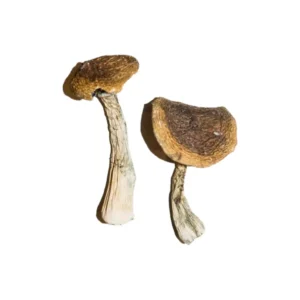 Alacabenzi Magic Mushrooms Online