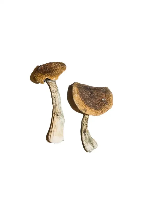 Alacabenzi Magic Mushrooms Online