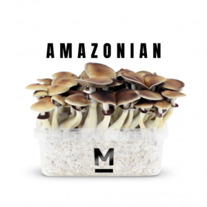 Magic Mushroom Grow Kit Pes Amazon