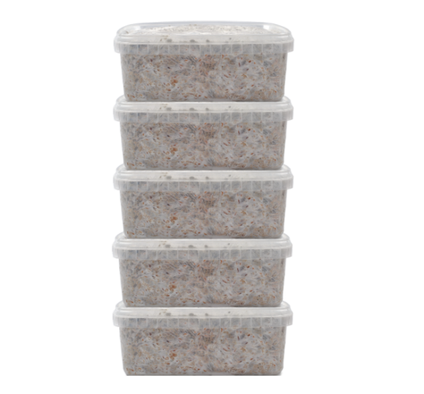 FreshMushrooms XL Psilocybe Cubensis Grow Kit Combo Deal
