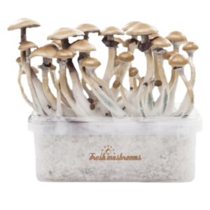 Magic Mushroom Grow Kit Golden Teacher Xp By Freshmushrooms