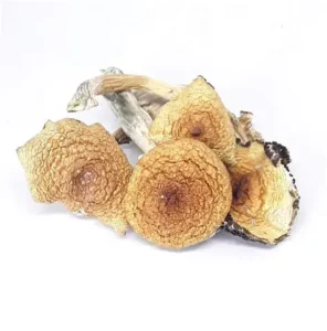 Mazatapec Mushrooms
