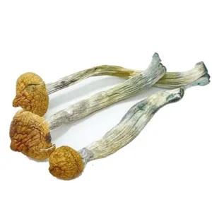 Koh Samui Mushroom