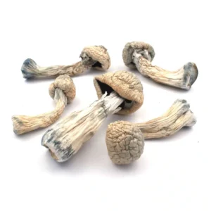 Albino Penis Envy