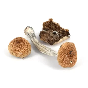 Mazatapec Mushrooms
