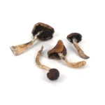 Psilocybe Mexicana