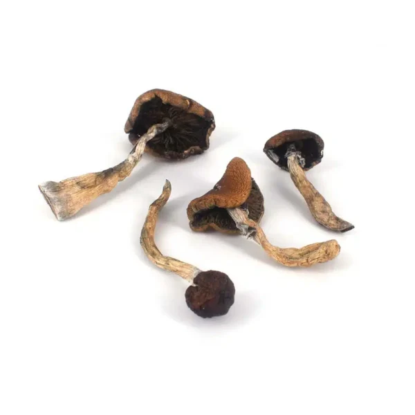 Psilocybe Mexicana