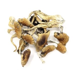 Psilocybe Mexicana