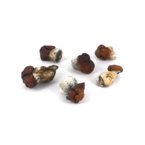 Blue Louie Mushroom Strain