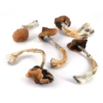 Koh Samui Mushroom