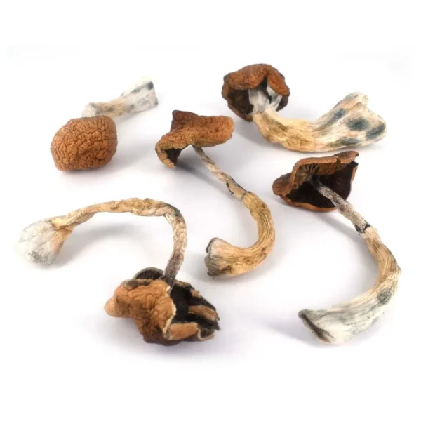 Koh Samui Mushroom