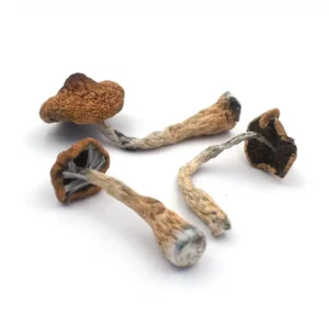 Tidal Wave Mushroom