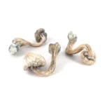 White Burma Magic Mushroom