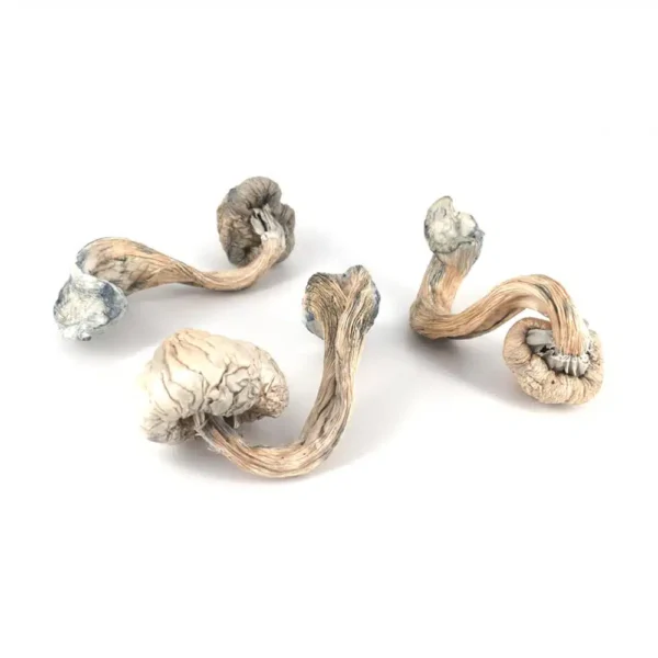 White Burma Magic Mushroom
