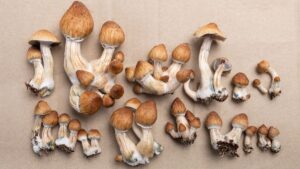 White Burma magic mushroom
